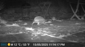 Grainy black and white night-vision photo of a hedgehog crossing a patio towards a food bowl. The hedgehog is in the centre and the ground before her slightly over exposed while behind is the hint of folding table and darkness.