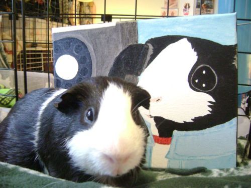 Rachel E Smith guinea pig Thorfy and painting Guinea Pigs on the Phone Thorfinnur