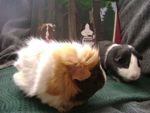 Rachel E Smith guinea pigs Snuffy & Thorfy with guinea pig painting Snuffy and Thorfy, Heavy Metal Nerd