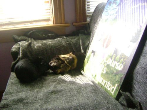 Rachel E Smith guinea pigs Salem & Hen Wen with guinea pig painting Of Course It's Haunted