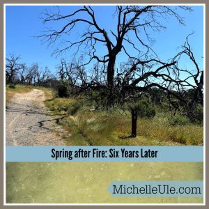 Burned tree in the spring after fire
