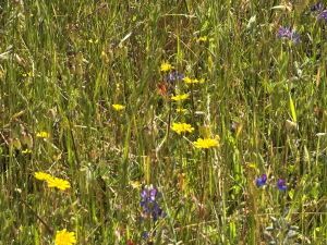Wildflowers, a pond, and blackened trees after spring and fire