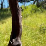 Gnarled and blackened tree limbs