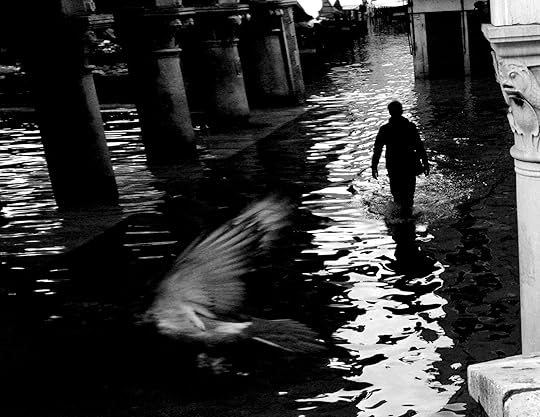 Black and white image of a human form walking through a flooded city street, with a dirty pigeon flying by in the foreground.
