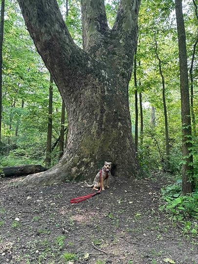 big tree at Oxbow County Park