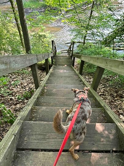 down the steep stairs at Oxbow County Park to the Elkhart River