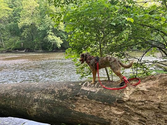 Sunny checking out Elkhart River