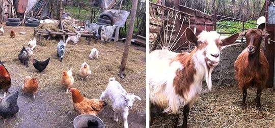 Romanian farmers still use traditional methods passed down through generations