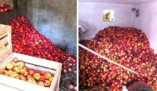 In rural Romania apples are grown in abundance 