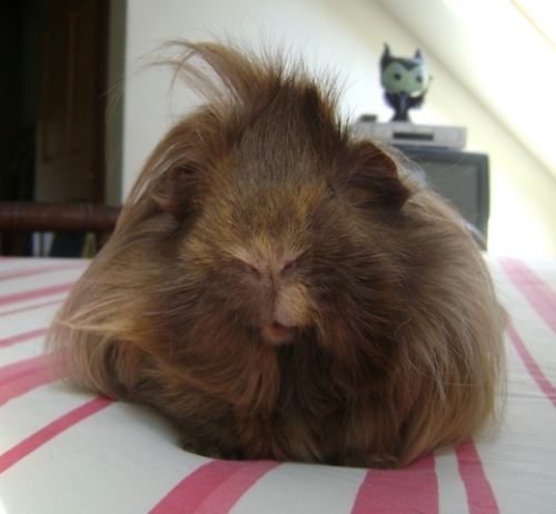 Rachel Smith guinea pig Danger Crumples