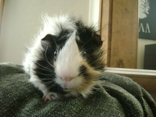 Rachel E Smith guinea pig Finny