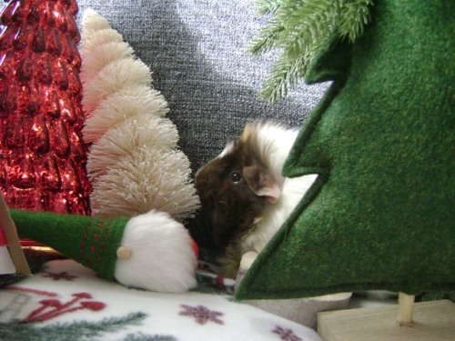 Rachel Smith guinea pig Snuffy