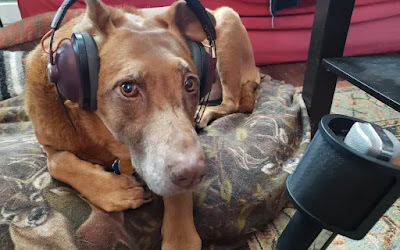 A dog with short red fur wears a pair of stereo headphones and lies on the floor in front of a microphone.