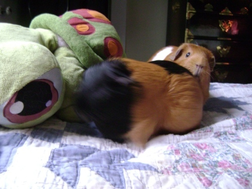 Rachel E Smith guinea pigs Murderface and Pickles
