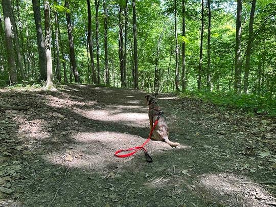 view of the forest at Salamonie River State Forest