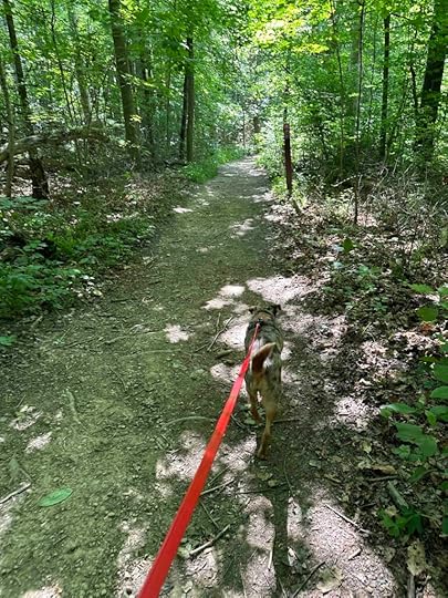 looking for waterfalls at Salamonie River State Forest