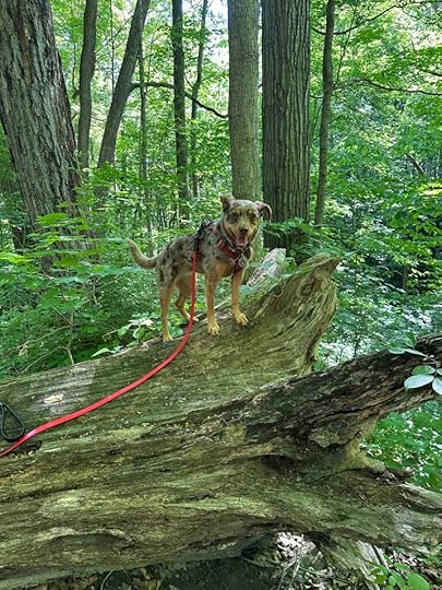 just a dog on a log