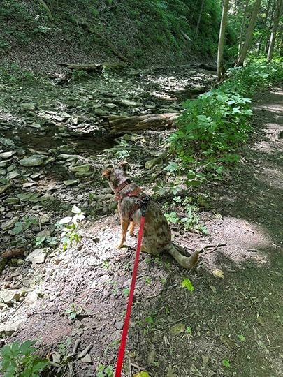 dry creek bed at Salamonie River State Forest
