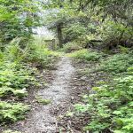 Through the woods to strait of Juan de fuca