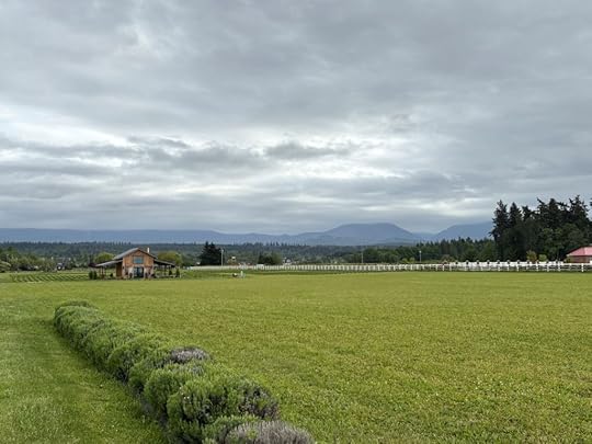 Lavendar fields looking at the Olympic Mountains.