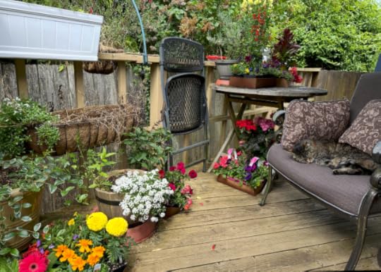 A tabby cat fast asleep on a chiar on a garden deck. The deck is almost covered with trays of brightly-coloured flowers waiting to be planted: pink, orange red yellow, blue, purple...
