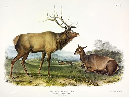 John James Audubon illustration of bull Eastern elk and female in a green and natural environment. Detwiler Run Natural area - Trees and folliage, Pennsylvania #AmericanRevolution #DeclarationOfIndependence #PennsylvaniaWildlife #ElkHistory #ColonialAmerica #America250 #HistoricalFiction #WildlifeExtinction #Pennsylvania #CarryingIndependence #1776 #RevolutionaryWar #AmericanHistory #WildlifeConservation #ExtinctAnimals Revolutionary War Pennsylvania Wilderness