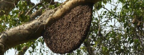 beehive
