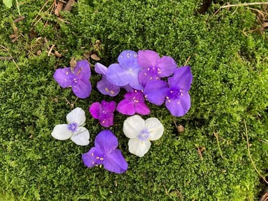 spiderwort flowers