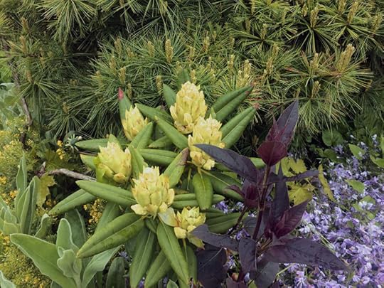 garden flowers