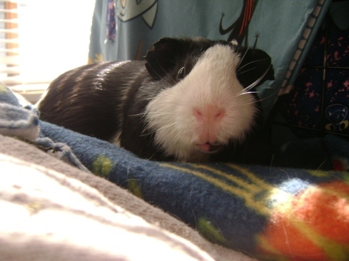 Rachel E Smith guinea pig Thorfy