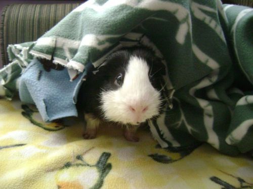Rachel E Smith guinea pig Thorfy