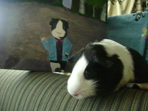 Rachel E Smith guinea pig Thorfy