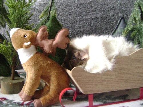 Rachel E Smith guinea pig Snuffy