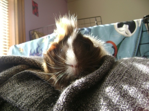 Rachel E Smith guinea pig Snuffy