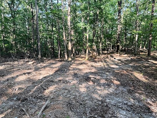 A forested area with tall trees and a partially cleared, uneven ground. Sunlight filters through the leaves, casting shadows on the forest floor, which is covered with dirt, rocks, and scattered branches.