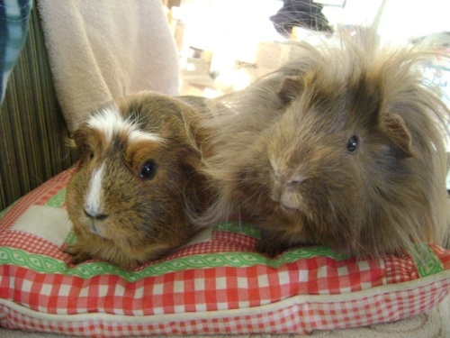 Rachel E Smith guinea pigs Peregrine and Danger Crumples