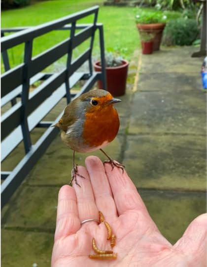 Image of robin redbreast in Karen Inglis author's hand. This is Robbie