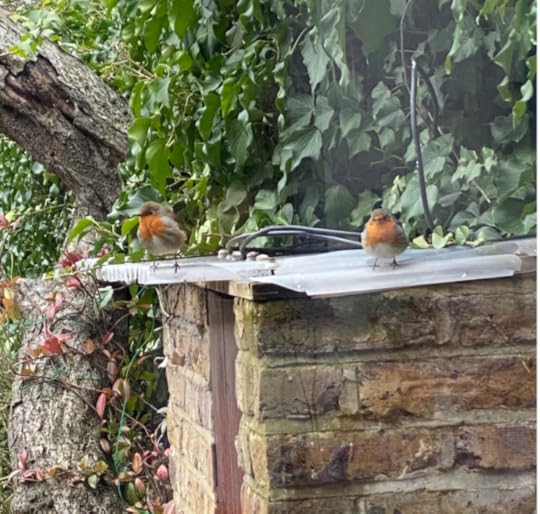 Two robins sitting on garden outbuilding, looking a little dishevelled as they are moulting!