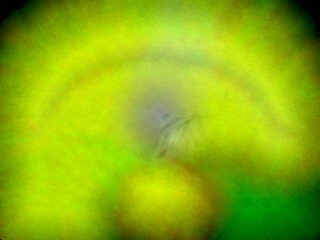What Empaths Deserve. This aura photo shows Rose Rosetree doing Skilled Empath Merge with a photo of the Dalai Lama. (See contrasting photo of Rose at the end of this post.)