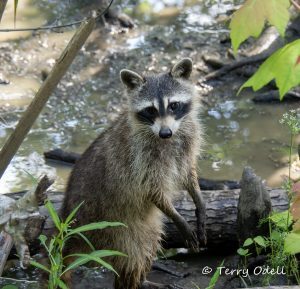 raccoon in the swamp