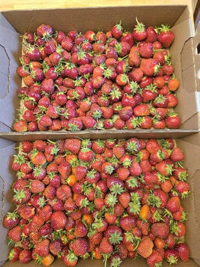2 flats of strawberries.