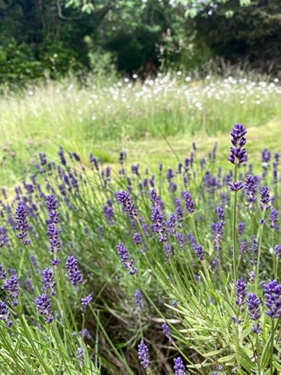 Lavender's Blue, Dilly Dilly