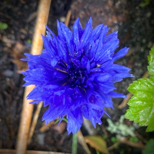 Lavender's blue - cornflower