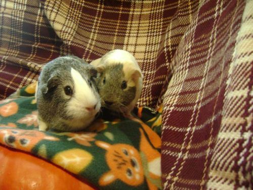 Rachel E Smith guinea pigs Camille & Dagmar