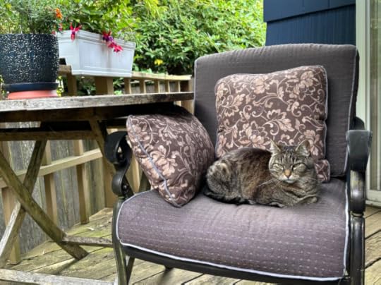 grumpy looking tabby cat observing flower pots in disapproval