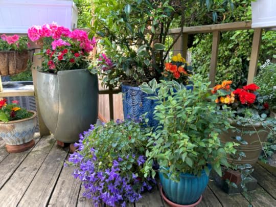 Many pots on a kitchen deck planted with gernaniums, periwinkle, jasmine, petunia, begonia, marigold, vinca, and more