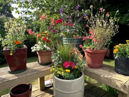 many pots on a gardendeck showing varieties of salvia, snapdragon, million bells, petunia, penstemon, marigold, hyssop and more