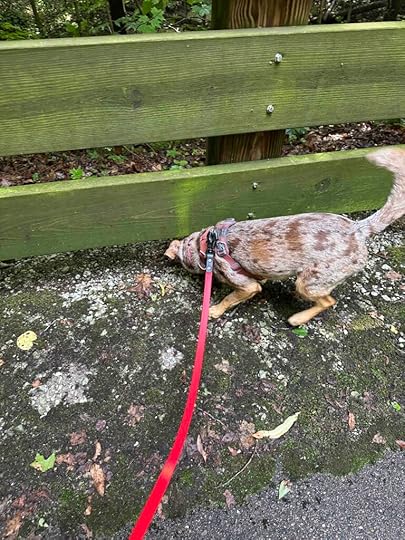 what is under this fence