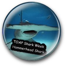 Hammerhead Shark