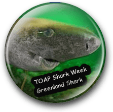 Greenland Shark
